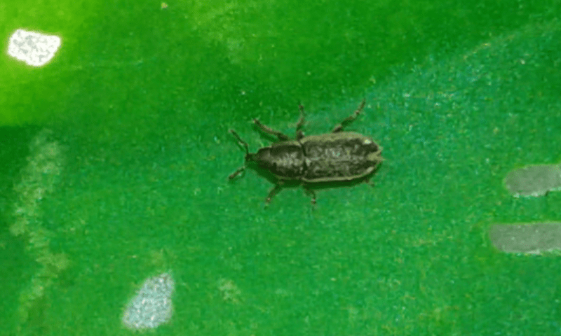 Curculionidae : Mecinus circulatus? S